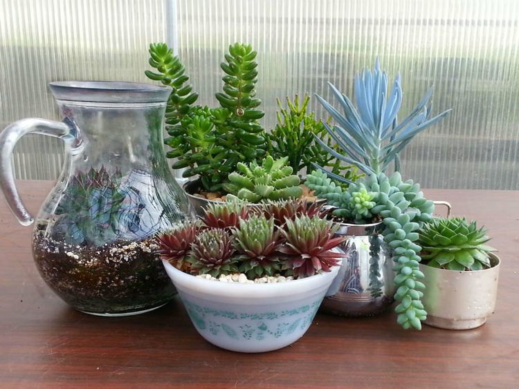 Succulent plant How to Identify Your Succulent Plant World of Succulents