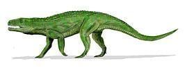 Suchia httpsuploadwikimediaorgwikipediacommonsthu