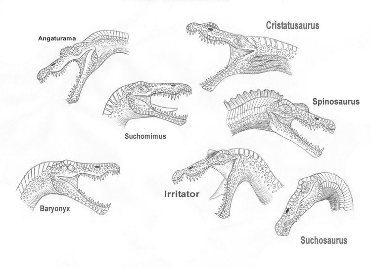 Suchosaurus suchosaurus DeviantArt