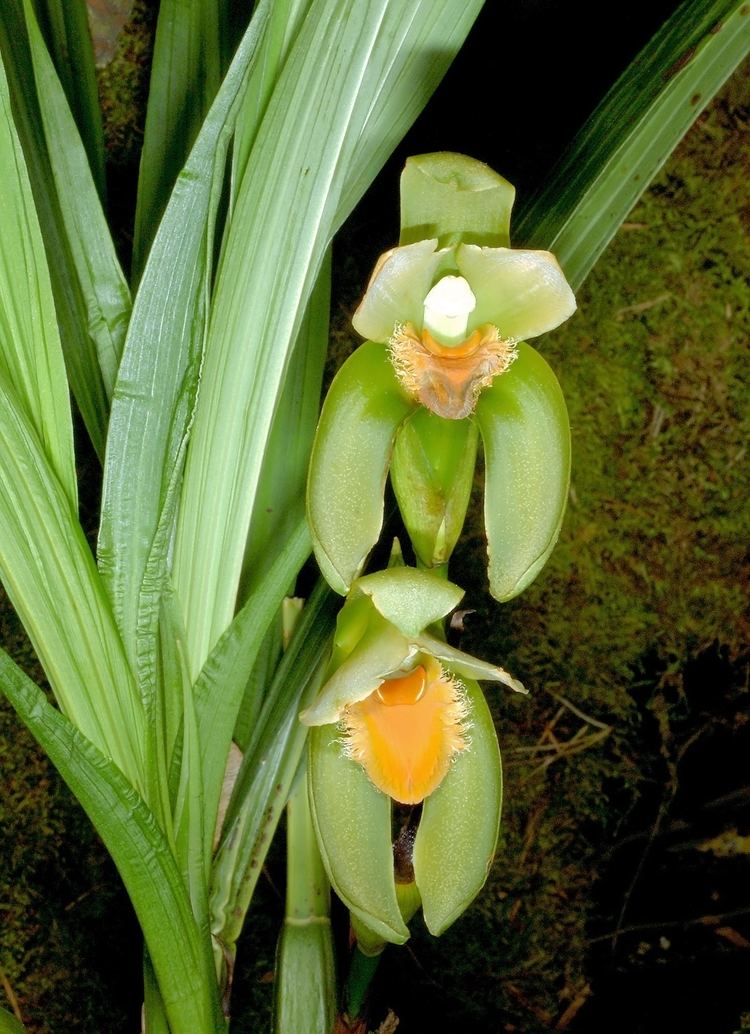 Sudamerlycaste Sudamerlycaste Wikimedia Commons