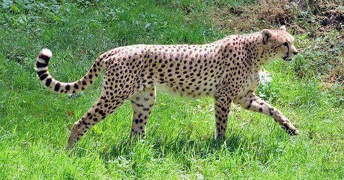 Sudan cheetah Sudan Cheetah