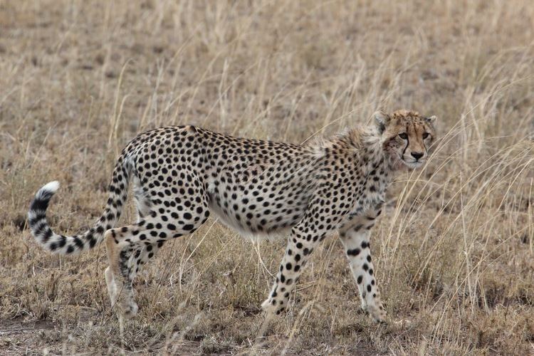 Sudan cheetah Abe39s Animals Vulnerable cheetah species