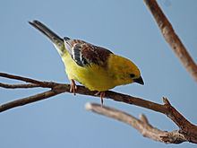 Sudan golden sparrow httpsuploadwikimediaorgwikipediacommonsthu