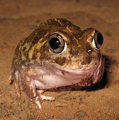 Sudell's frog httpsuploadwikimediaorgwikipediacommonsthu