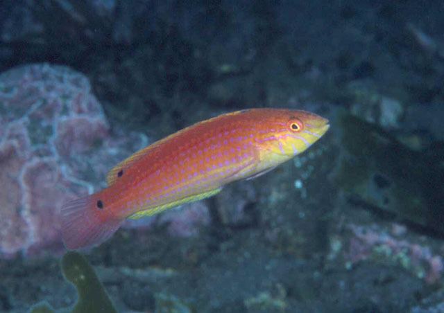Suezichthys Fish Identification