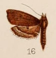 Sufetula (moth)
