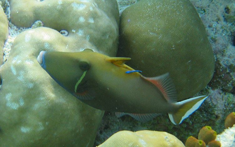Sufflamen Halfmoon triggerfish Wikipedia