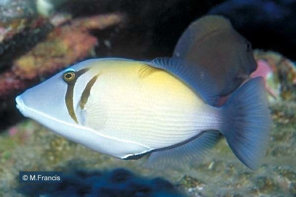 Sufflamen bursa Cook Islands Biodiversity Sufflamen bursa Scythe Triggerfish