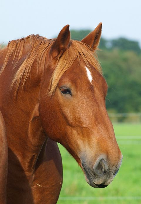 Suffolk Punch Meet the horses at the Suffolk Punch Trust