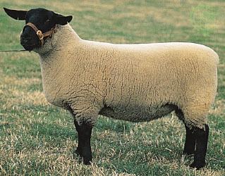 Suffolk sheep Suffolk breed of sheep Britannicacom