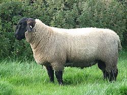 Suffolk sheep httpsuploadwikimediaorgwikipediacommonsthu