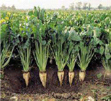 Sugar beet Agriculture Home