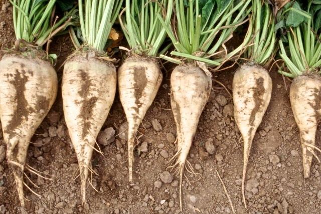 Sugar beet SUGAR BEET HARVEST ALMOST FINISHED Wind River Radio Network