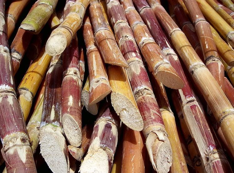 Sugar Cain Sugarcane Wikipedia the free encyclopedia