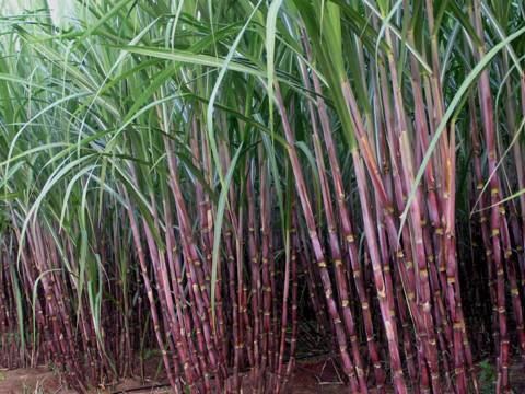 Sugar Cain Agriculture Crop Production Sugarcane