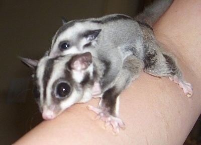 On an arm of a person, there are two Sugar Gliders on top of each other they have have big eyes, pink nose, sharp claws, round pointy ears, soft, thick, mink-like, gray with black pattern fur that covers its body and tail,