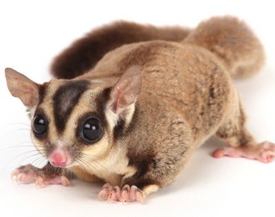 On a white background, Sugar glider is standing with its four legs, has has big eyes, pink nose, sharp claws, round pointy ears, soft, thick, brown with black pattern fur that covers its body and tail,