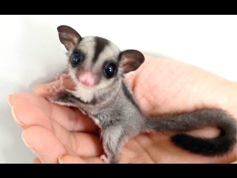 On a white background, Sugar glider is standing on a palm, has big eyes, pink nose, sharp claws, round pointy ears, soft, thick, mink-like, gray with black pattern fur that covers its body and tail,