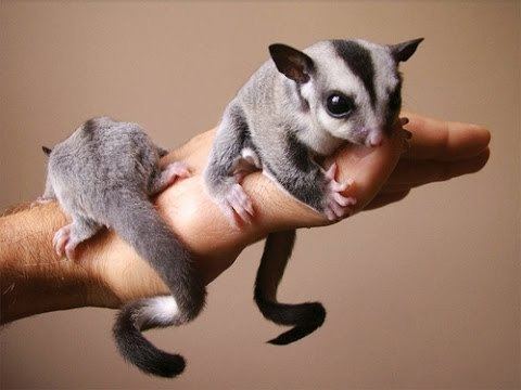 On a brown background, from left is A Sugar glider (left) perches on a man's hand. Sugar glider (right) holding into a man's thumb on top of its hand , they have has big eyes, pink nose, sharp claws, round pointy ears, soft, thick, mink-like, gray with black pattern fur that covers its body and tail,