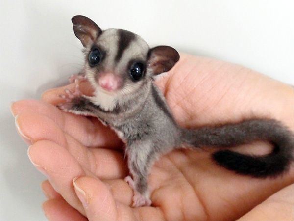 On a white background, Sugar glider is standing on a palm, has big eyes, pink nose, sharp claws, round pointy ears, soft, thick, mink-like, gray with black pattern fur that covers its body and tail,