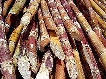 Sugarcane httpsuploadwikimediaorgwikipediacommonsthu