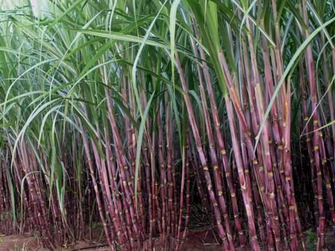 Sugarcane Agriculture Crop Production Sugarcane