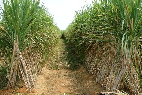 Sugarcane Sugarcane Cultivation Information Guide AsiaFarmingcom