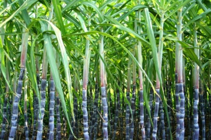 Sugarcane On Sugarcane Morals Swami39s Indology Blog