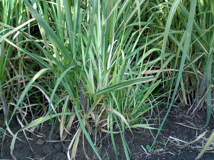 Sugarcane grassy shoot disease