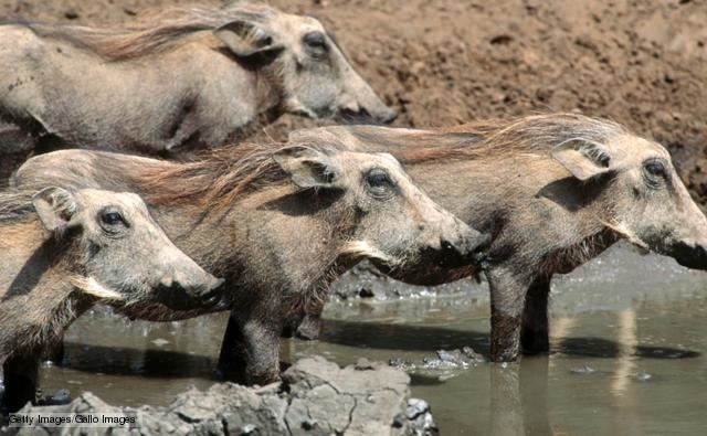 Suidae BBC Nature Hogs and pigs videos news and facts