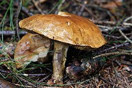 Suillaceae httpsuploadwikimediaorgwikipediacommonsthu