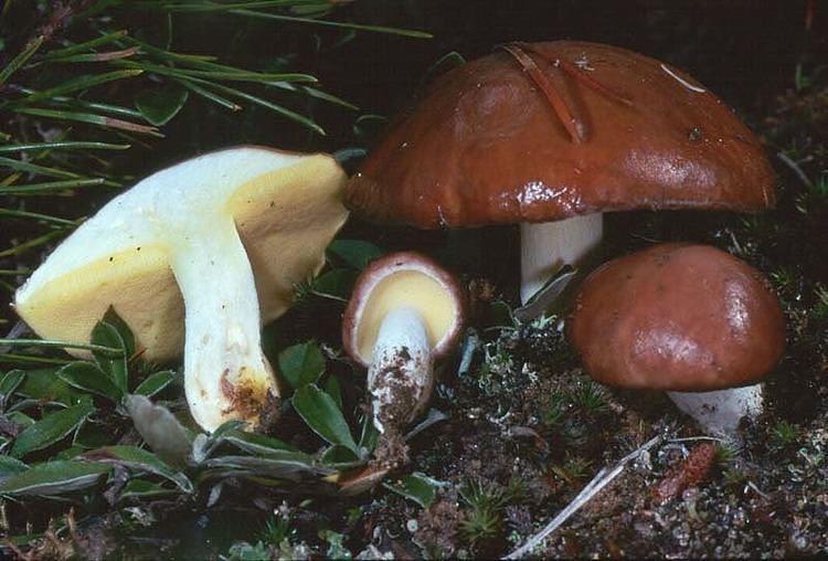 Suillus brevipes Suillus brevipes