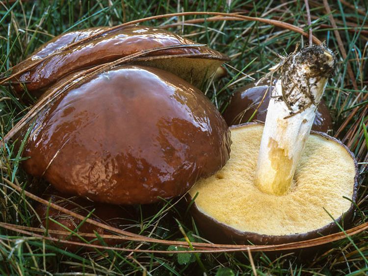 Suillus brevipes California Fungi Suillus brevipes