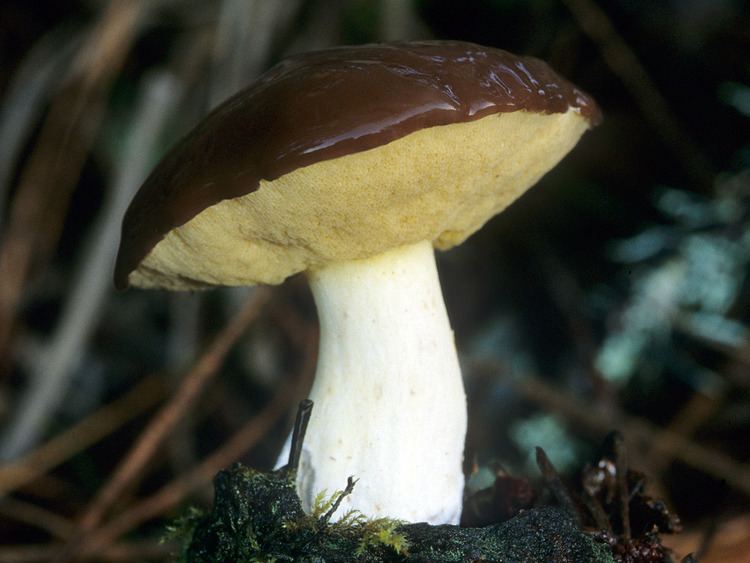 Suillus brevipes California Fungi Suillus brevipes