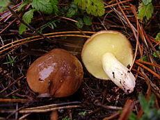 Suillus collinitus httpsuploadwikimediaorgwikipediacommonsthu