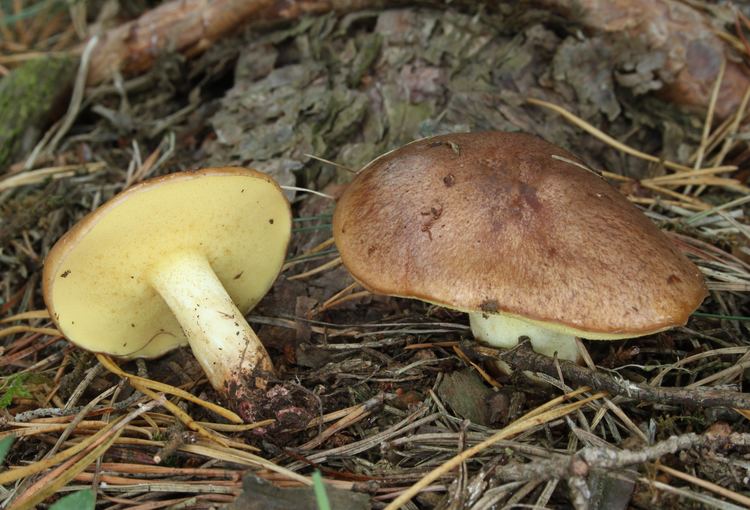 Suillus collinitus FileRingloser Butterpilz Suillus collinitusjpg Wikimedia Commons