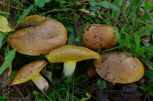 Suillus collinitus S collinitus boletalescom