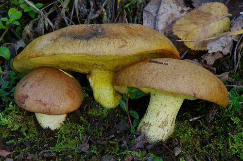 Suillus collinitus S collinitus boletalescom