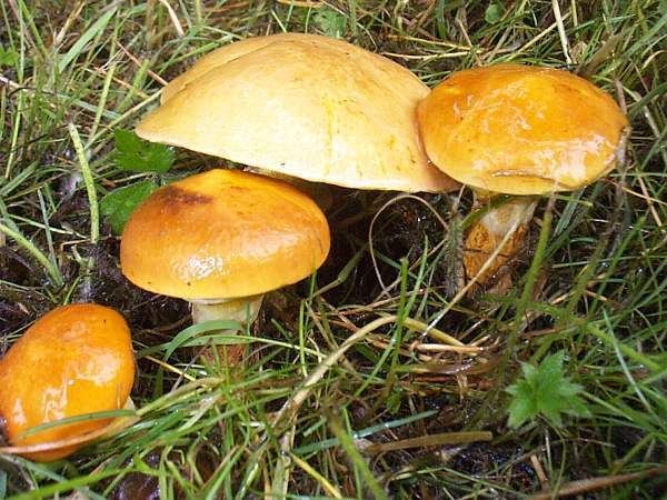 Suillus grevillei Suillus grevillei Larch Bolete mushroom