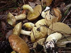 Suillus mediterraneensis httpsuploadwikimediaorgwikipediacommonsthu