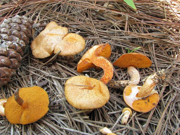Suillus salmonicolor Fungi Key Suillus Queensland Mycological Society