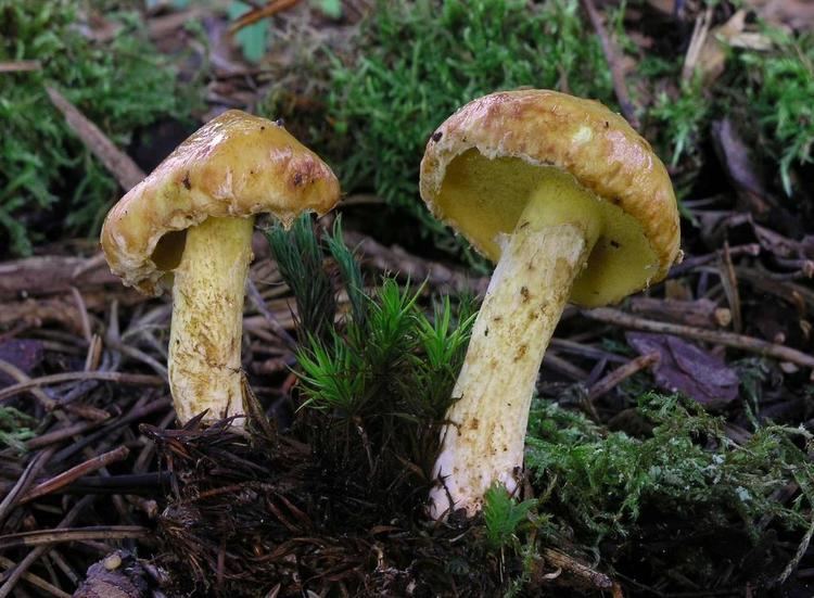 Suillus sibiricus Suillus sibiricus