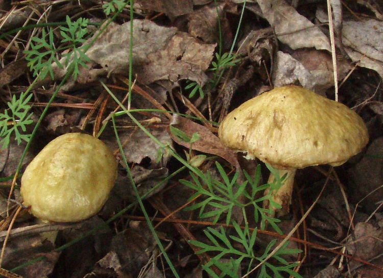 Suillus sibiricus Suillus sibiricus Wikipedia