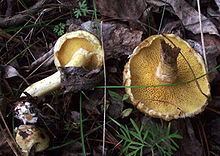 Suillus sibiricus httpsuploadwikimediaorgwikipediacommonsthu