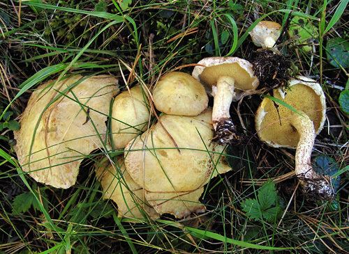 Suillus sibiricus S sibiricus boletalescom