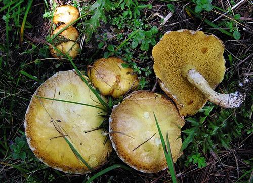 Suillus sibiricus S sibiricus boletalescom