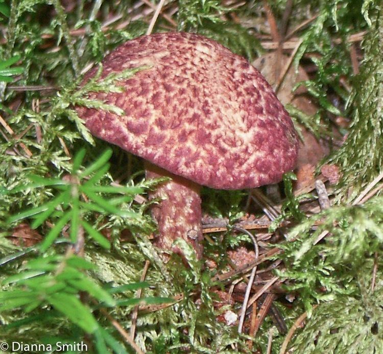 Suillus spraguei Suillus spraguei Suillus pictus 39Painted Suillus39 5 Photos and