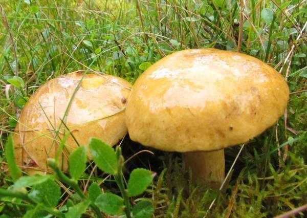 Suillus variegatus Suillus granulatus Velvet Bolete mushroom