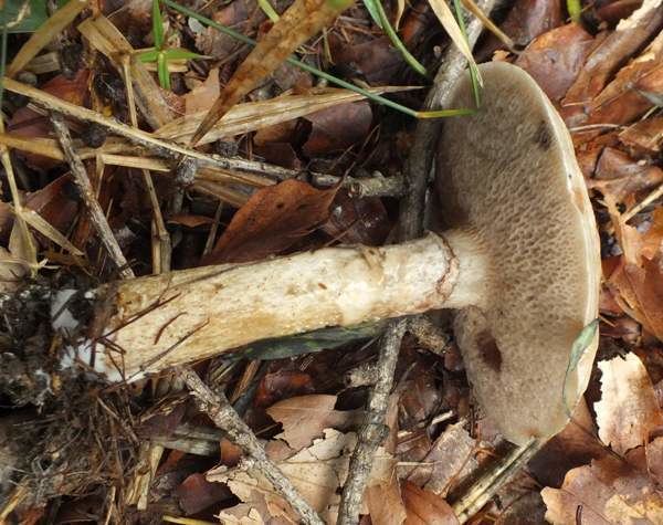 Suillus viscidus Suillus viscidus Sticky Bolete mushroom