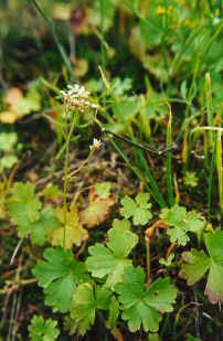 Suksdorfia ranunculifolia httpsuploadwikimediaorgwikipediacommons00